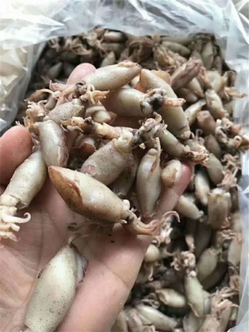 小鱿鱼