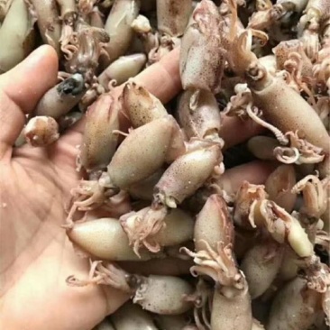 小鱿鱼