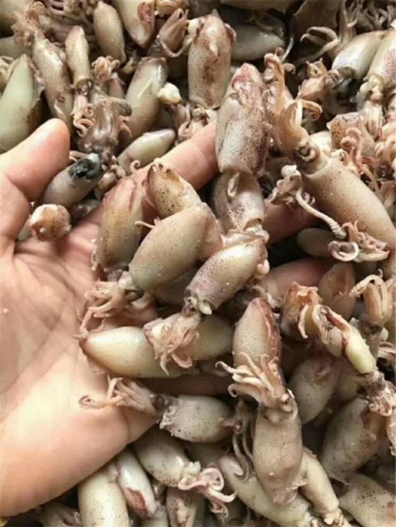 小鱿鱼