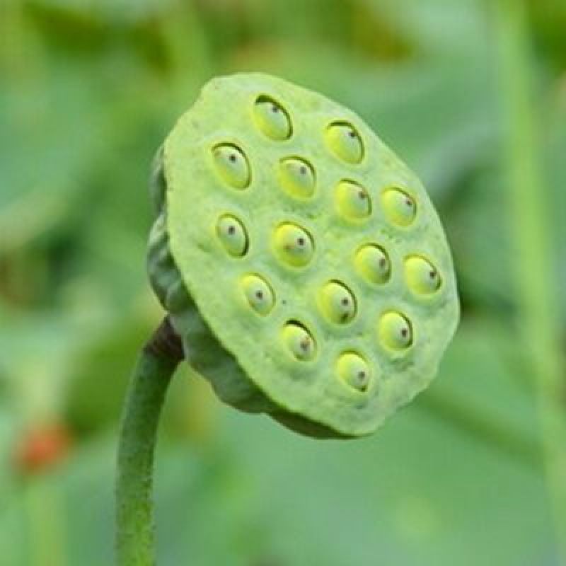 新鲜莲蓬水果鲜莲子野生现摘生吃特级纯天然