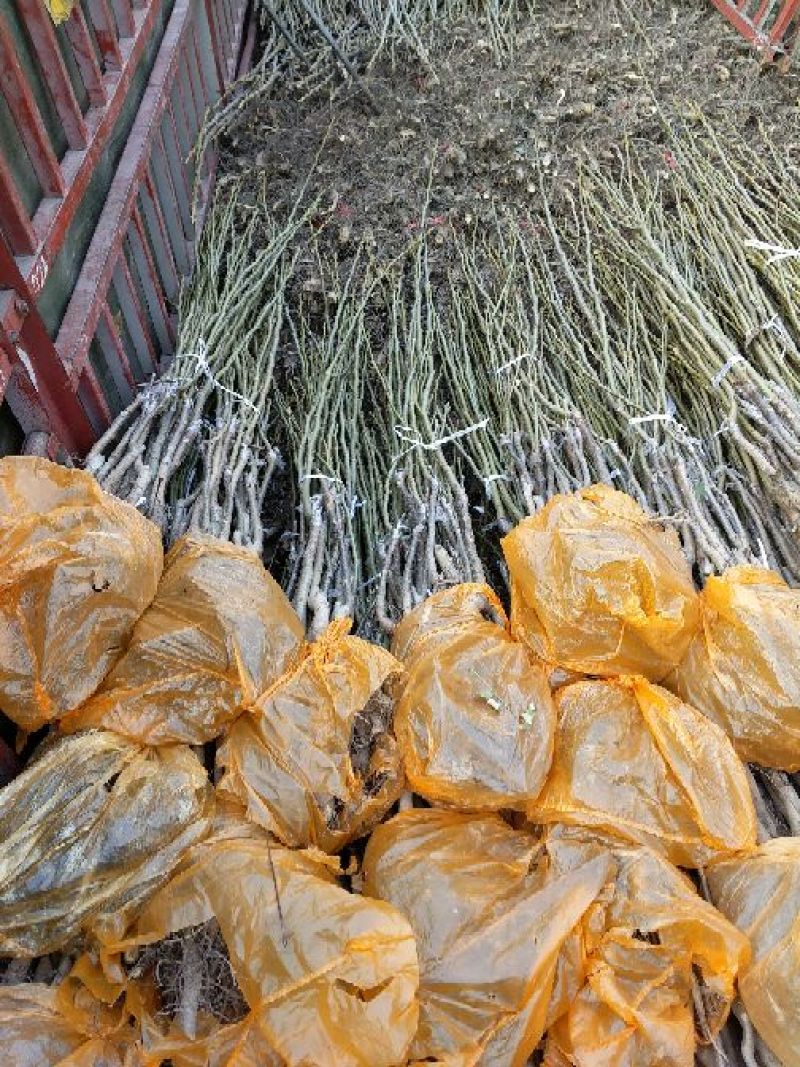 核桃苗核桃树苗实生苗嫁接成品苗各种规格品种大量供