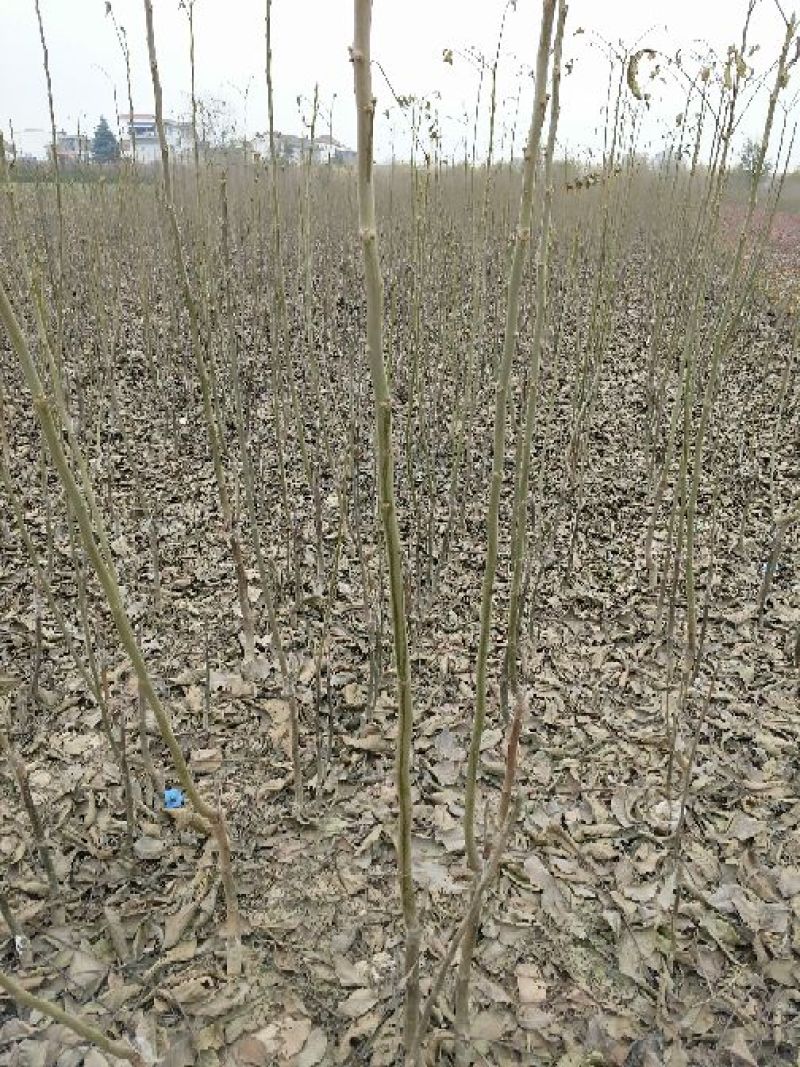 核桃苗核桃树苗实生苗嫁接成品苗各种规格品种大量供