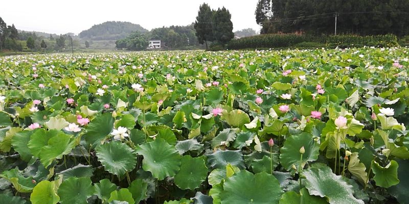 太空水果莲子，莲蓬