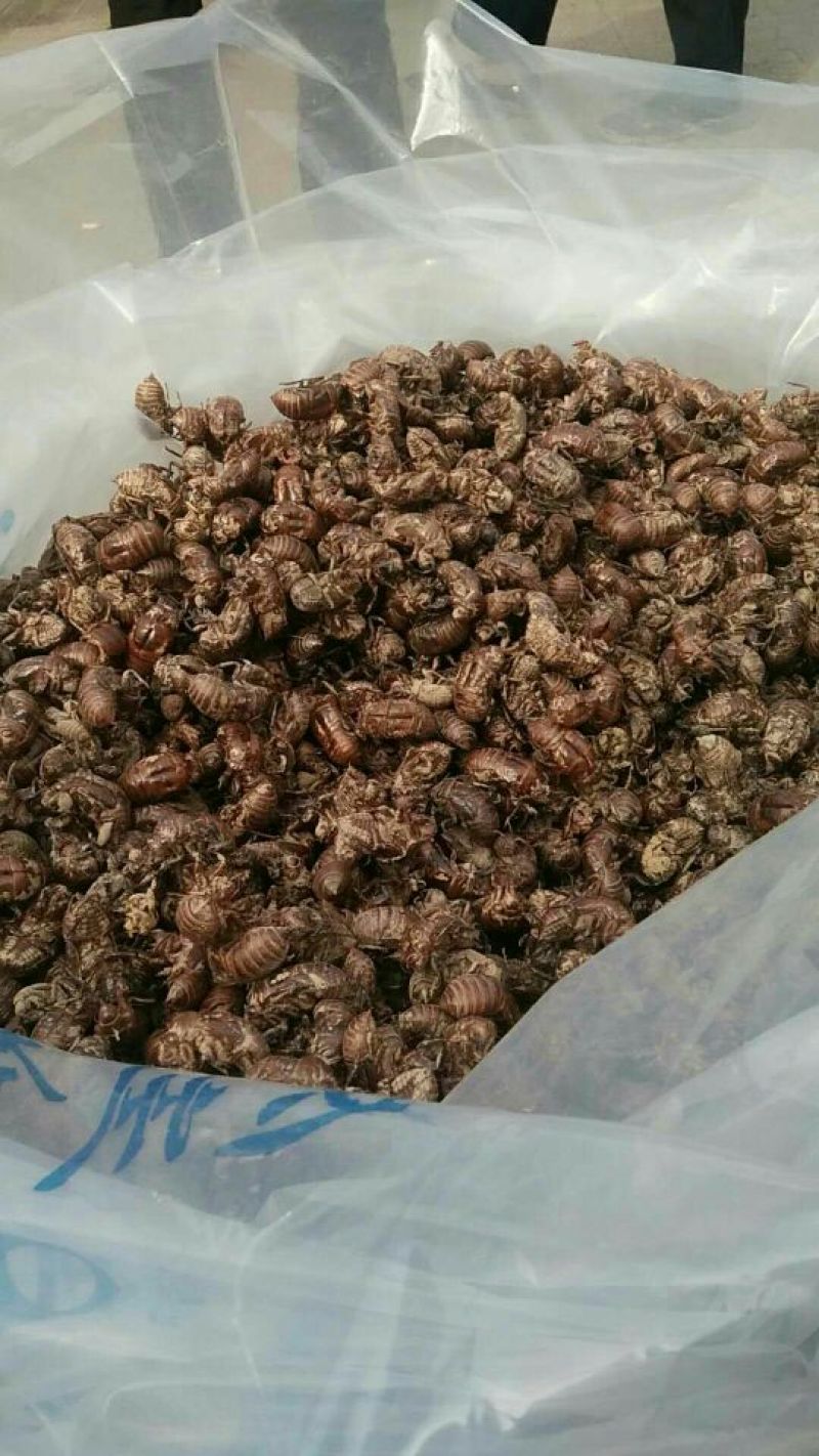 蝉蜕24小时在线服务随时有货厂家直销正品保障