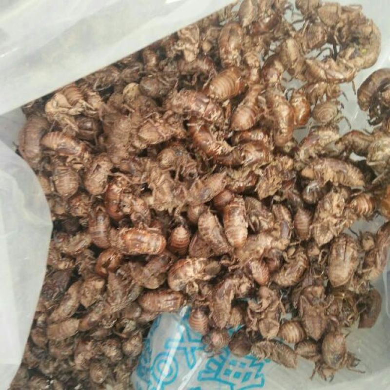 蝉蜕24小时在线服务随时有货厂家直销正品保障