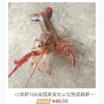 风干鸡