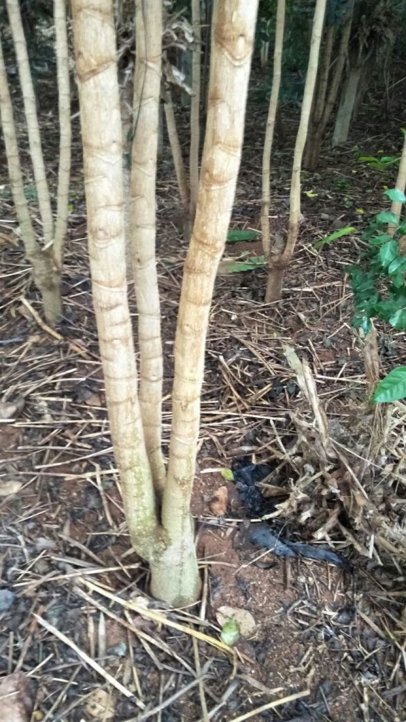 幌伞枫三叉9至14公分3千棵