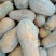 库存20吨蜜本南瓜，海南蜜本，5-10斤,条形好