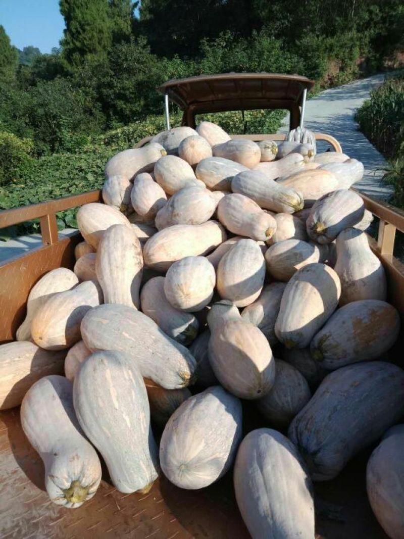 库存20吨蜜本南瓜，海南蜜本，5-10斤,条形好