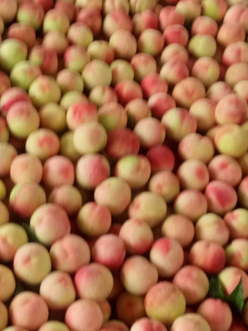 桃子河北保定水蜜桃满城，离核大久保欢迎进店选购