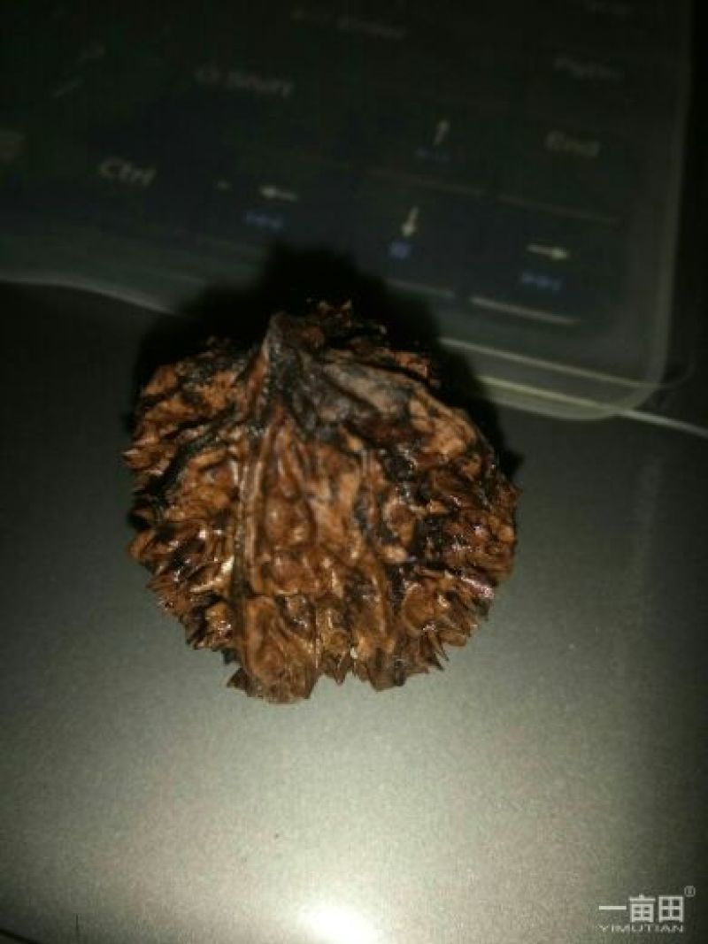 文玩核桃十堰野生干货