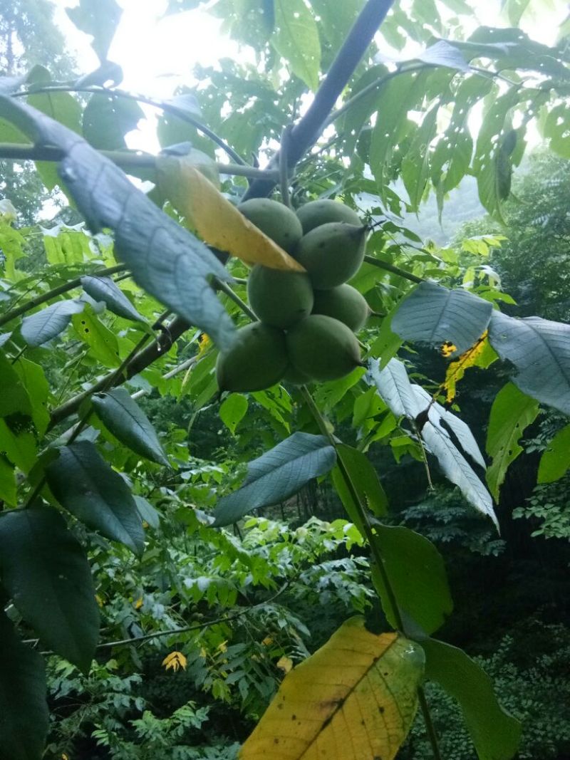 文玩核桃十堰野生干货