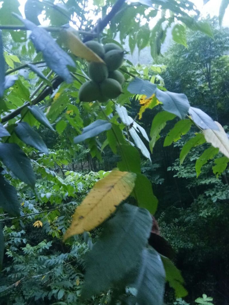 文玩核桃十堰野生干货