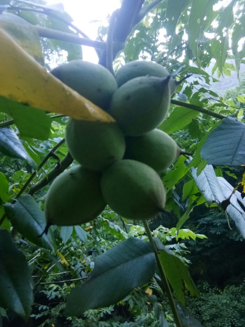 文玩核桃十堰野生干货