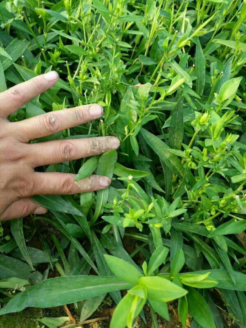 紫菀一手货源量大从优