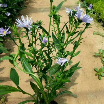 紫菀一手货源量大从优