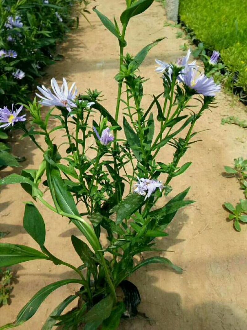 紫菀一手货源量大从优