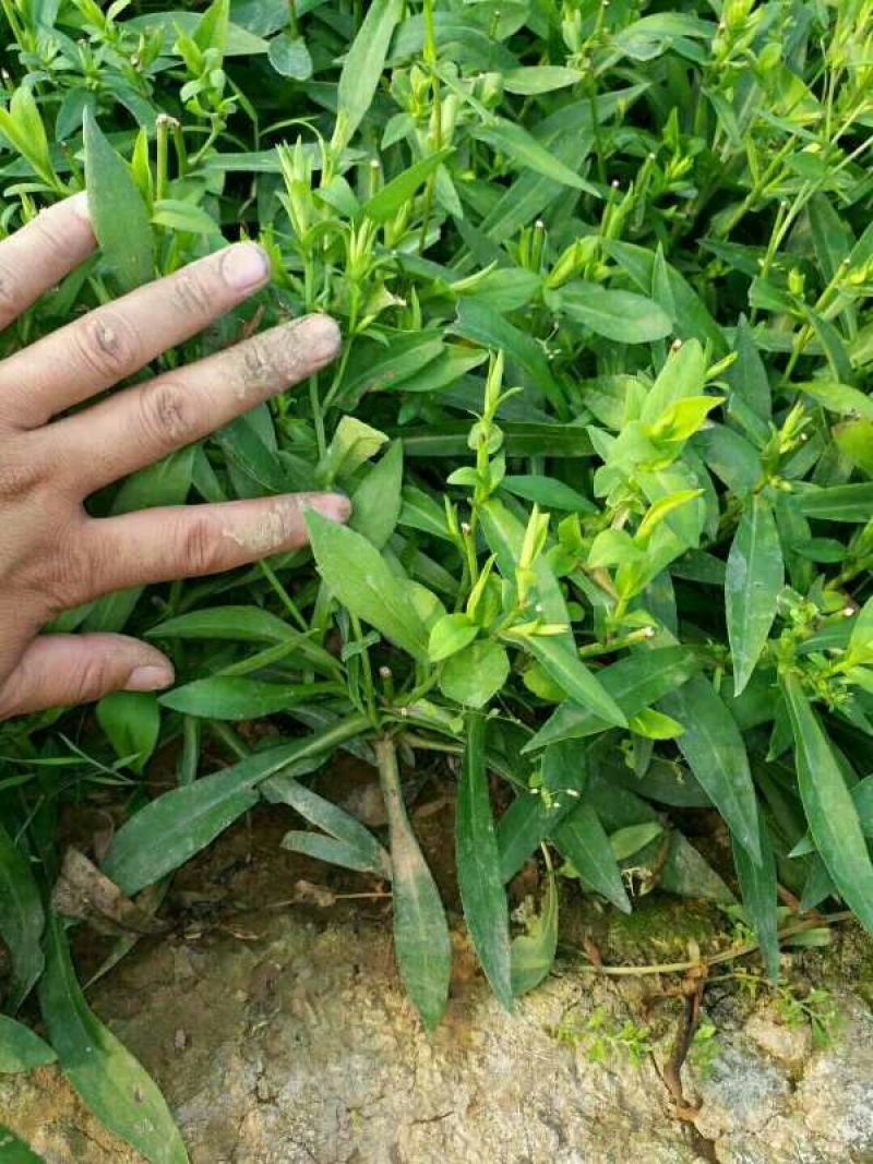紫菀一手货源量大从优