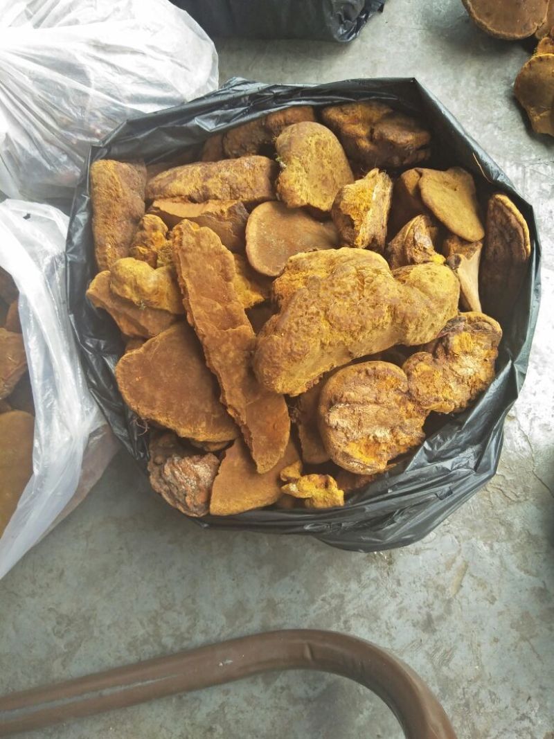 桑黄