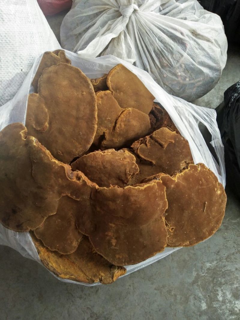 桑黄
