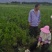 油松营养杯苗