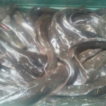 鲶鱼