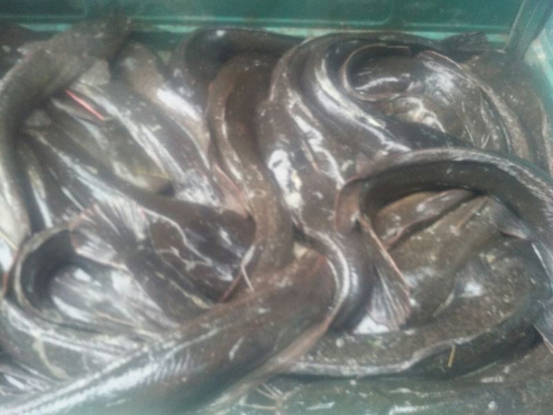 鲶鱼