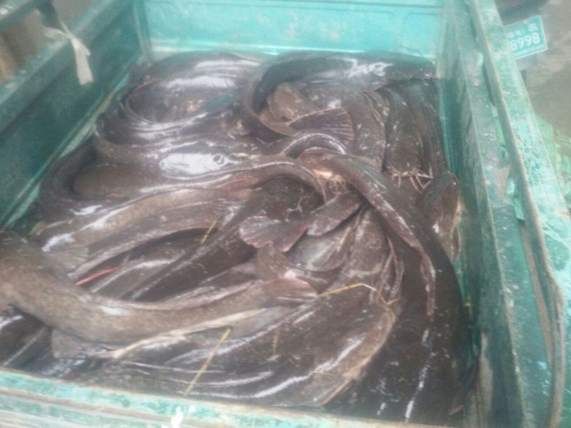 鲶鱼