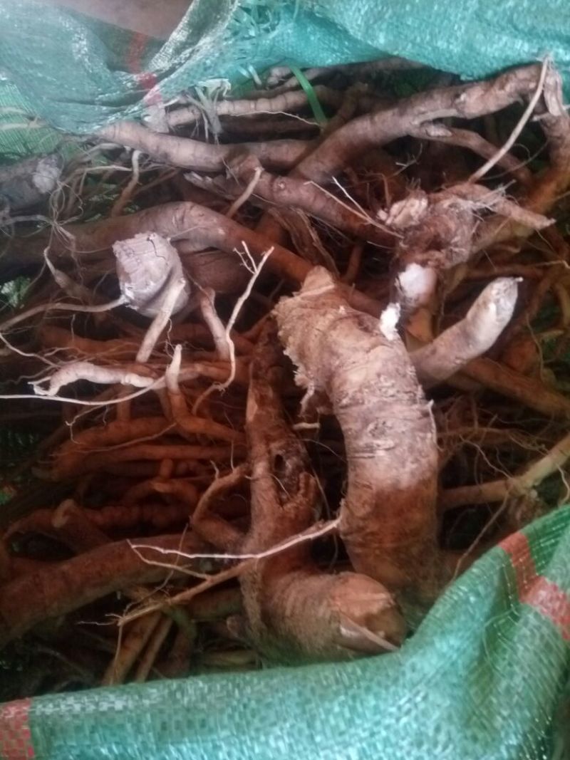 黄花倒水莲，黄花参，倒吊黄