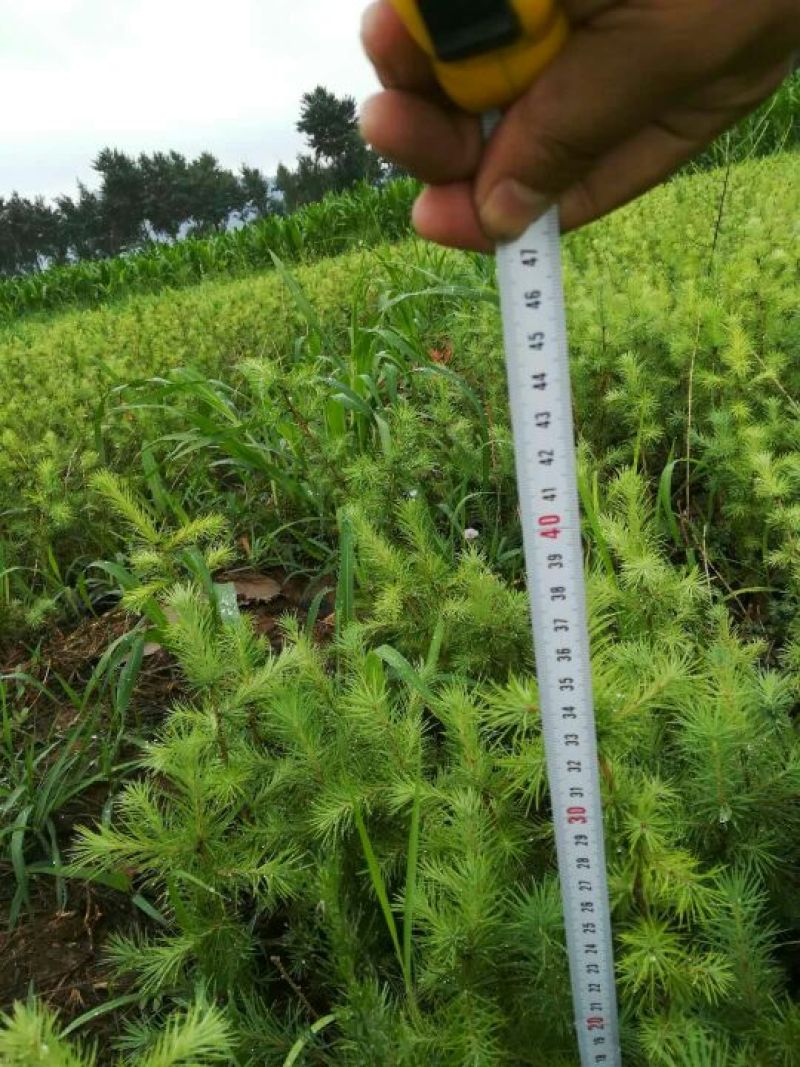 落叶松营养杯苗30公分起步