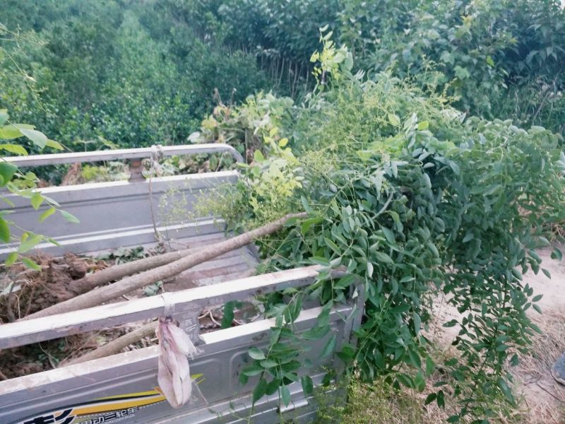 龙爪槐苗直径2-10公分自己家苗圃价格优惠可视频看货