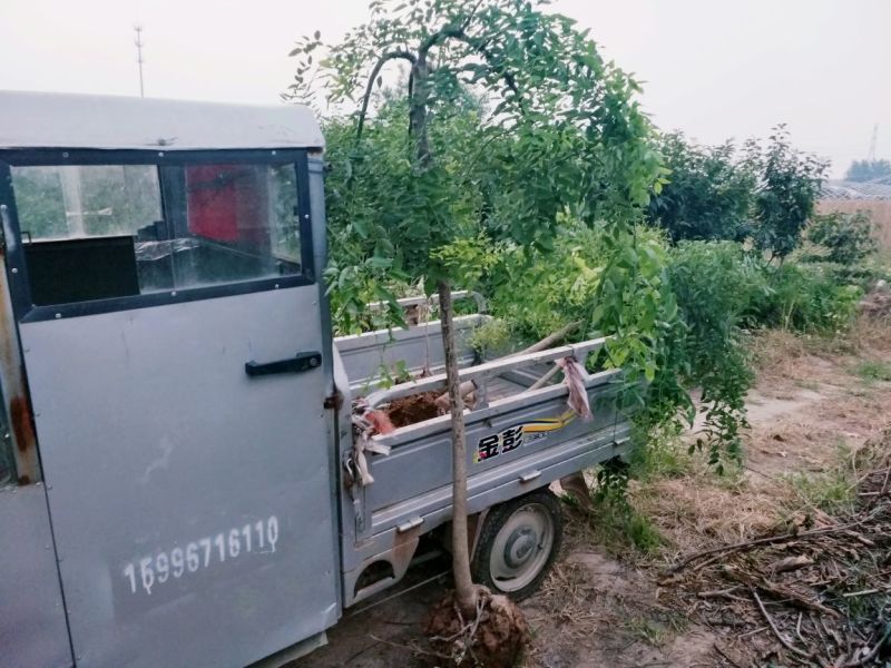 龙爪槐苗直径2-10公分自己家苗圃价格优惠可视频看货