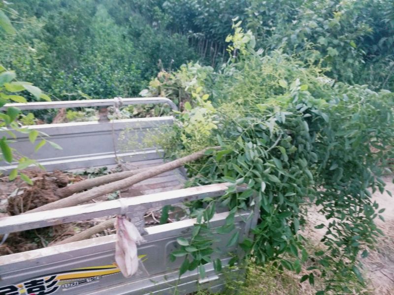龙爪槐苗直径2-10公分自己家苗圃价格优惠可视频看货