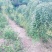 龙爪槐苗直径2-10公分自己家苗圃价格优惠可视频看货