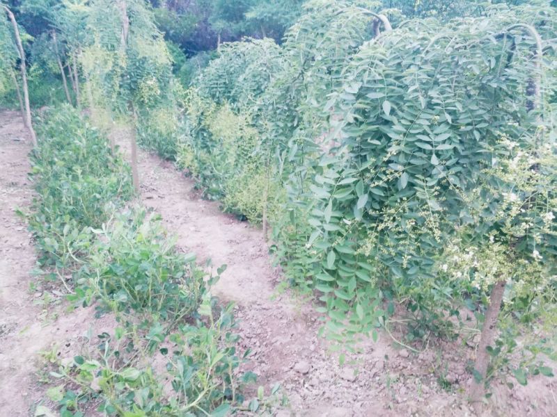 龙爪槐苗直径2-10公分自己家苗圃价格优惠可视频看货