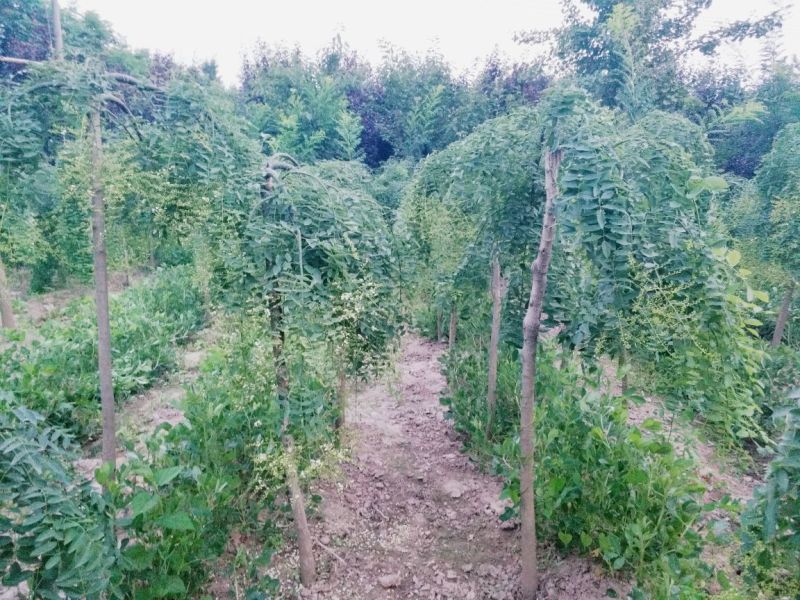 龙爪槐苗直径2-10公分自己家苗圃价格优惠可视频看货
