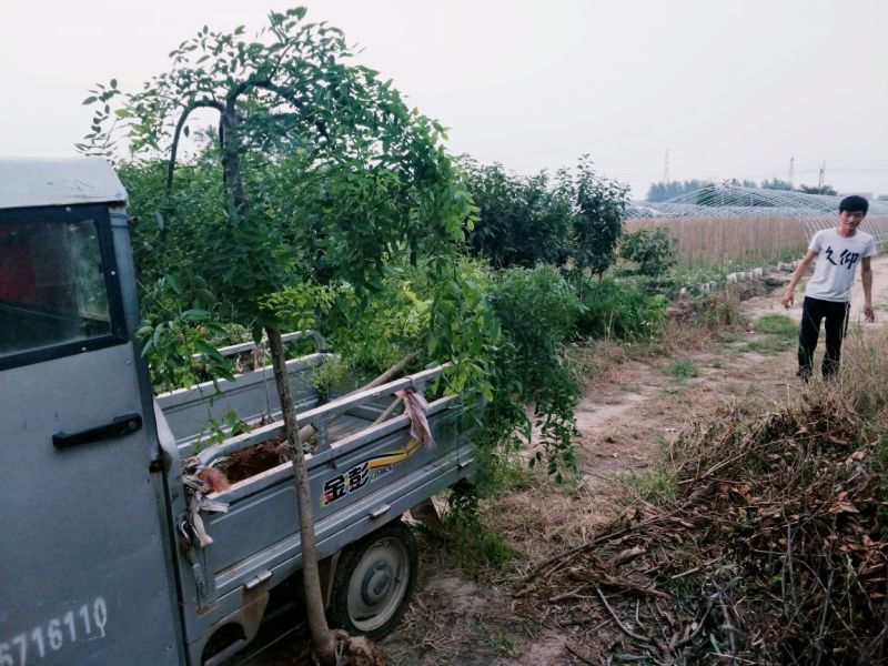 龙爪槐苗直径2-10公分自己家苗圃价格优惠可视频看货
