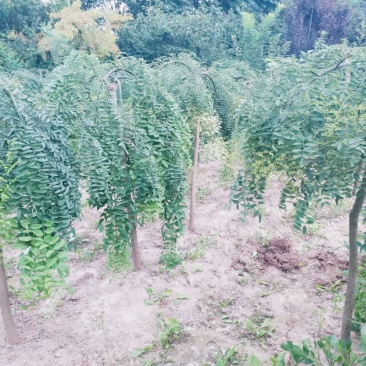 龙爪槐苗直径2-10公分自己家苗圃价格优惠可视频看货