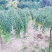 龙爪槐苗直径2-10公分自己家苗圃价格优惠可视频看货