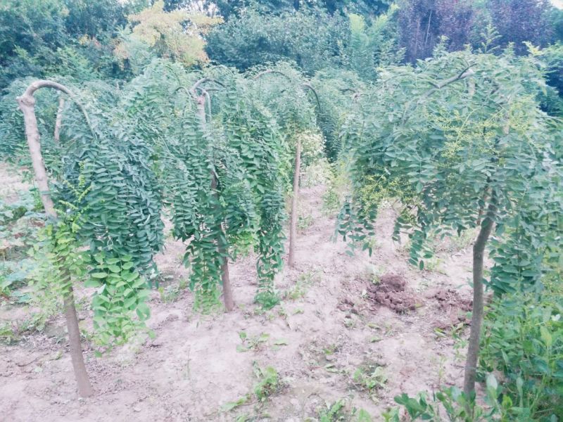 龙爪槐苗直径2-10公分自己家苗圃价格优惠可视频看货