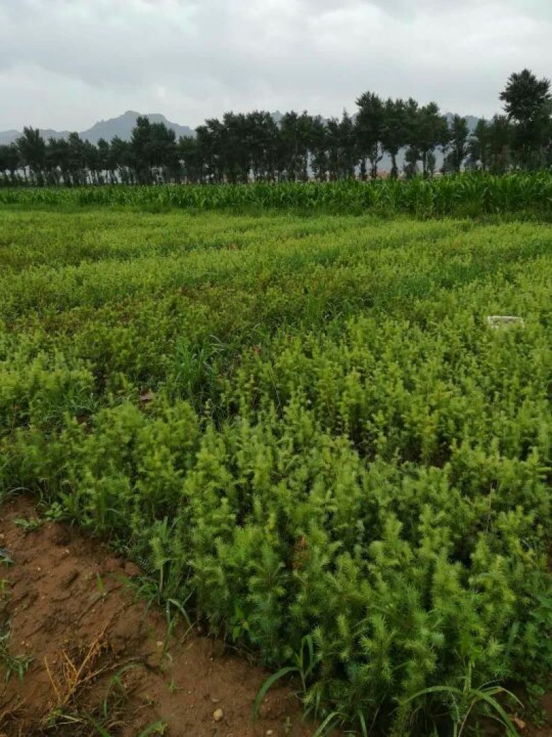 落叶松营养杯苗40--60公分高