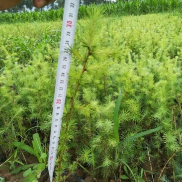 落叶松50公分高