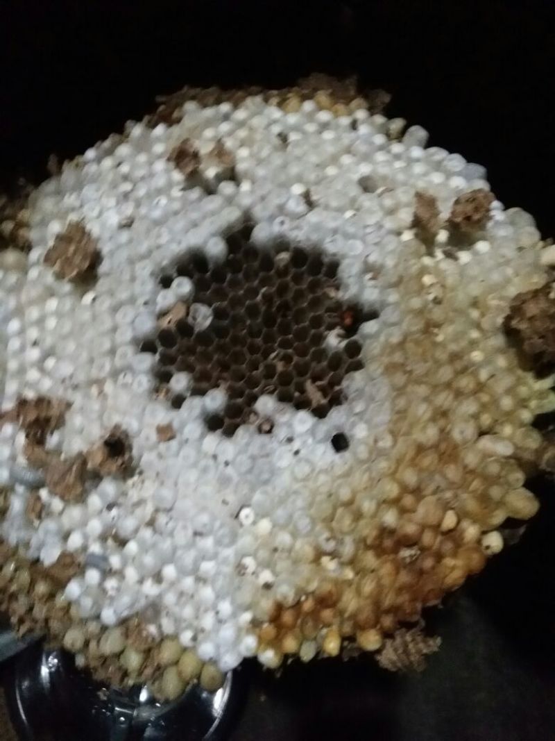 马蜂