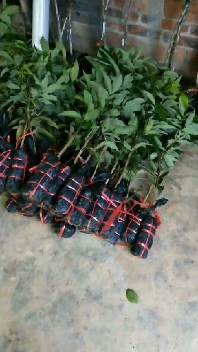 妃子笑荔枝苗，一骑红尘妃子笑，产量高，早熟品种
