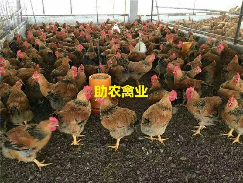 K9鸡苗