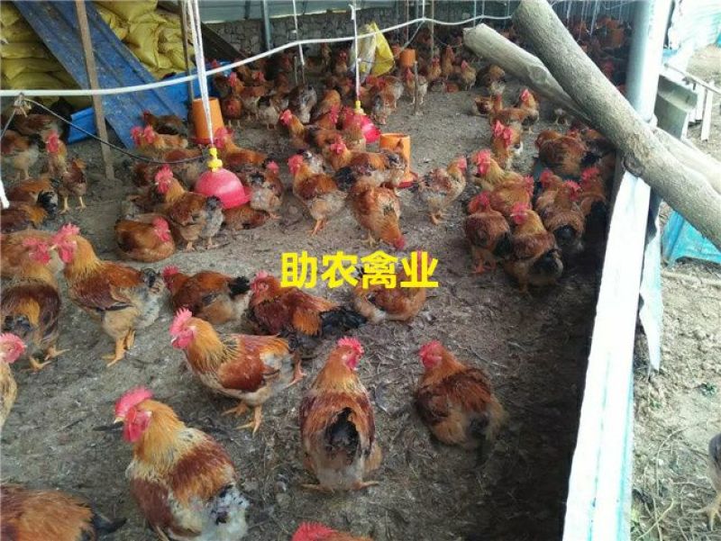 K9鸡苗