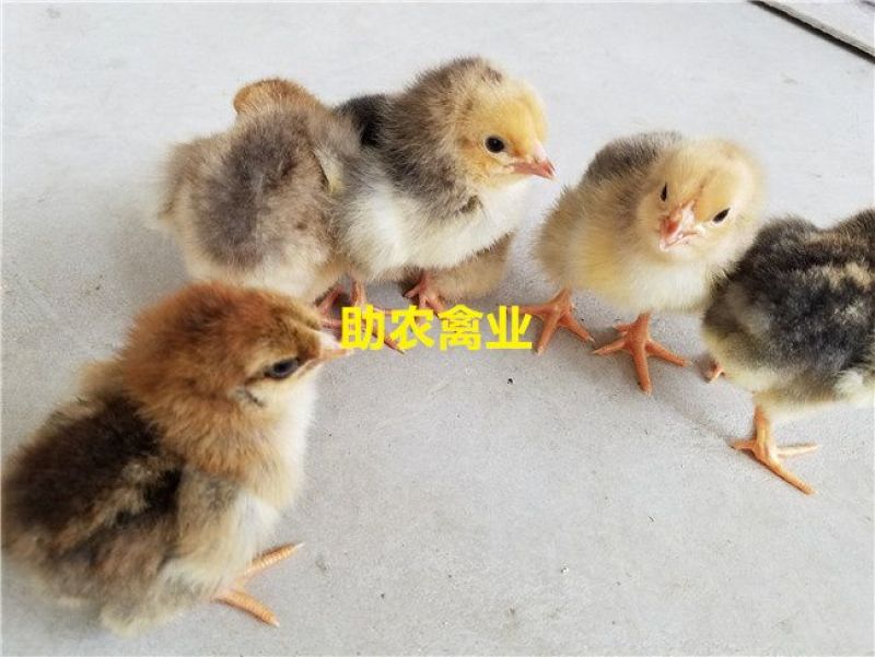 K9鸡苗