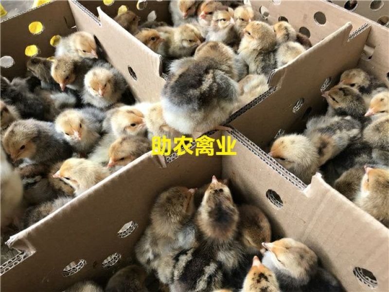 K9鸡苗