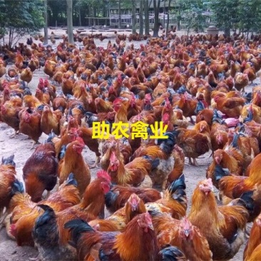 K9鸡苗