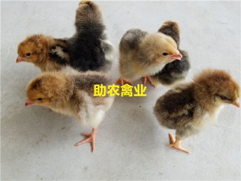 K9鸡苗